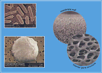 Bacteria are unlikely to pass through membrane