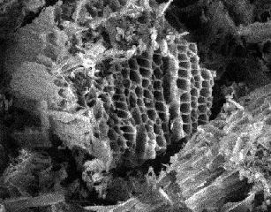 Magnified view of Active Charcoal Demonstrating Millions of available Pores 