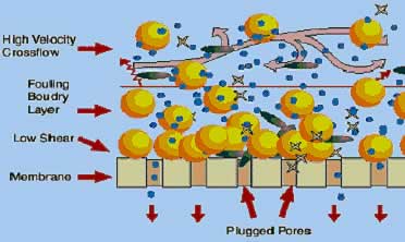 Membrane Blocking creating a impermeable layer.